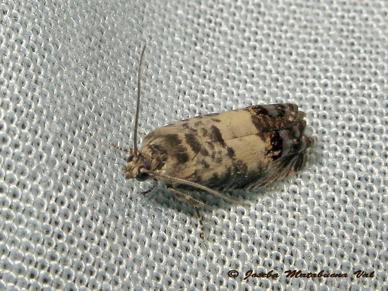 Pammene fasciana - Tortricidae